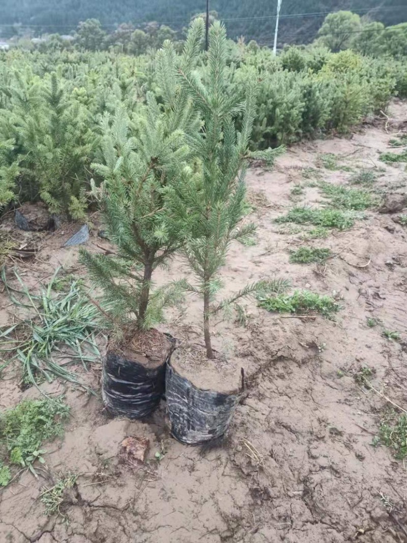 松柏🌲果树🌲裸根[握手]杯苗