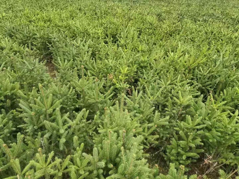 松柏🌲果树🌲裸根[握手]杯苗