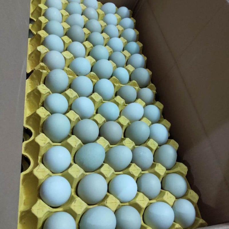 绿壳鸡蛋乌鸡蛋正宗五谷散养源场直供新鲜价优