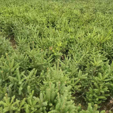 松柏🌲果树🌲裸根[握手]杯苗