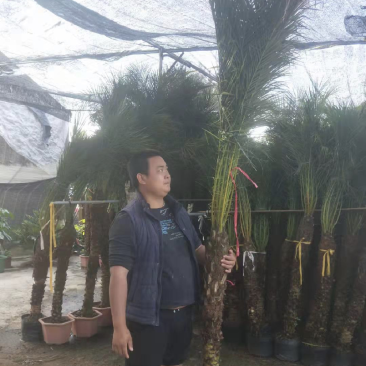 美丽针葵福建漳州针葵长期供应大小规格齐全全国各地发货