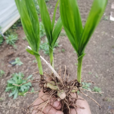 紫花三叉露天驯化白芨种苗-----------