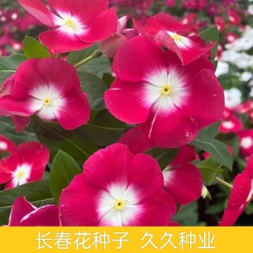长春花种子天天开花期长耐热耐旱盆栽花卉花海观赏绿化日日春