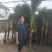 美丽针葵福建漳州针葵长期供应大小规格齐全全国各地发货