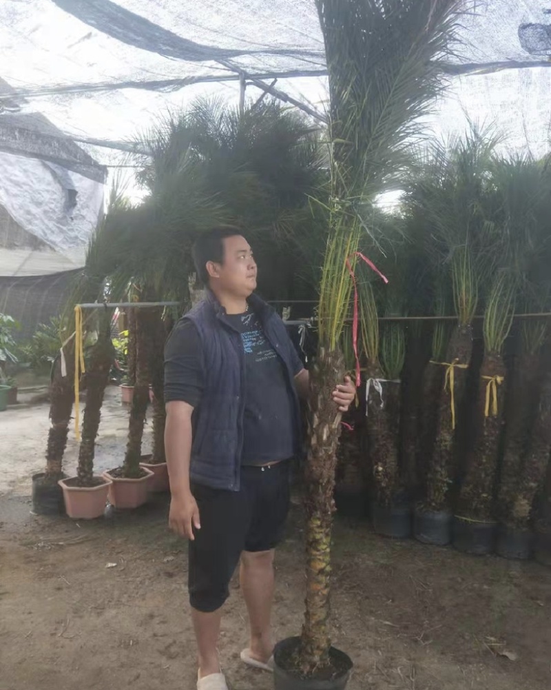美丽针葵福建漳州针葵长期供应大小规格齐全全国各地发货
