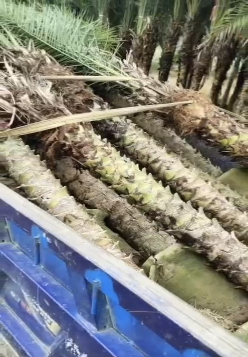 美丽针葵福建漳州针葵长期供应大小规格齐全全国各地发货