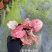 120#彩叶芋C系列一箱30装基地直发实物实拍图一盆12