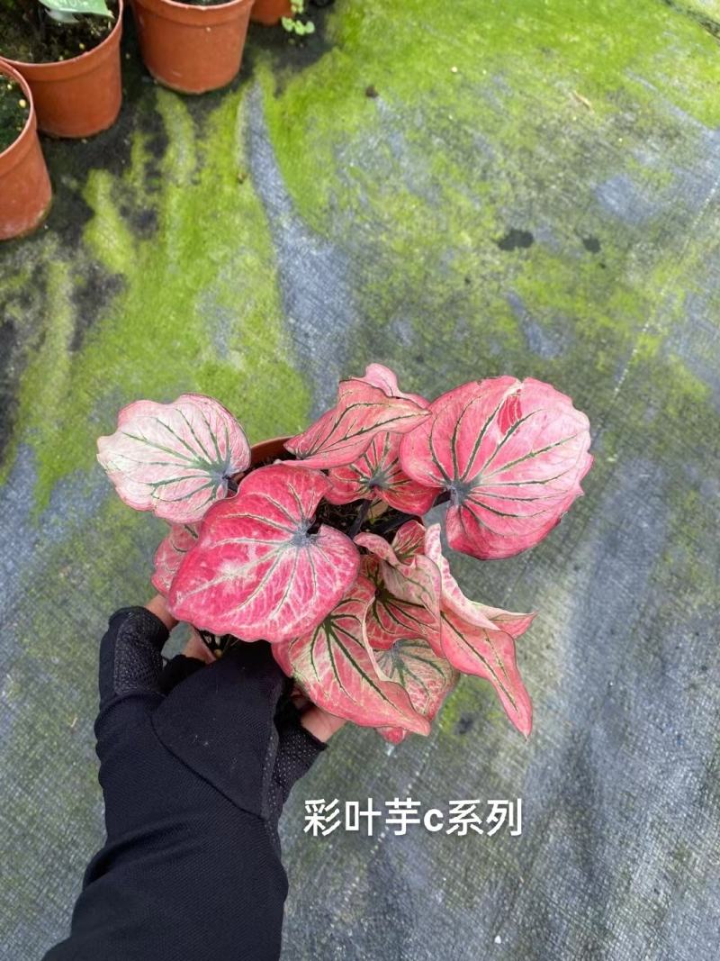 120#彩叶芋C系列一箱30装基地直发实物实拍图一盆12