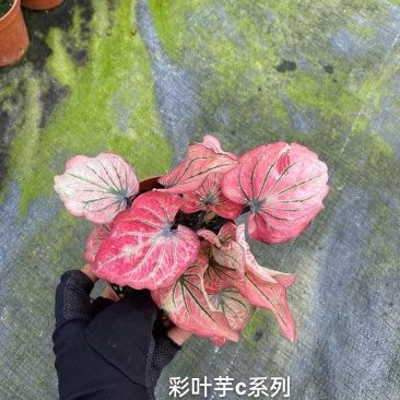 120#彩叶芋C系列一箱30装基地直发实物实拍图一盆12