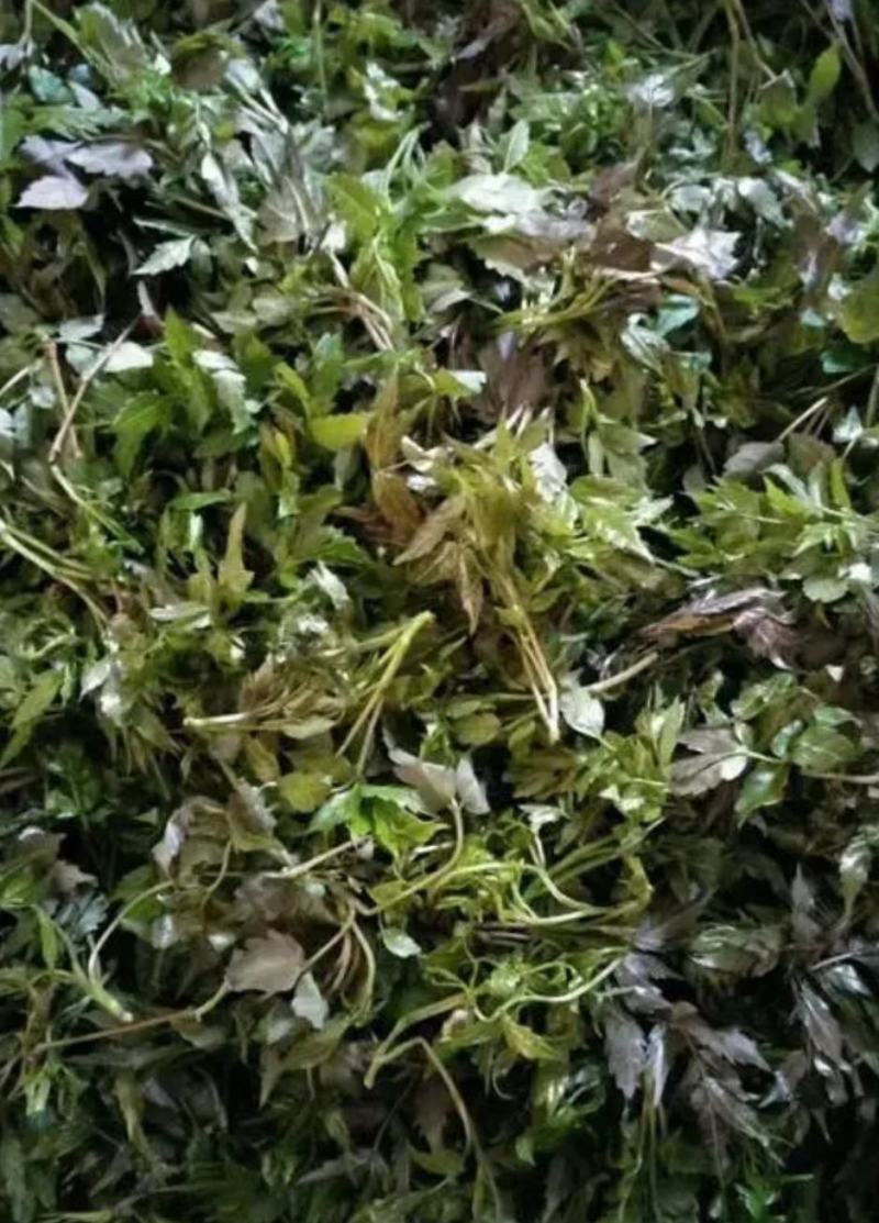 湖南野生莓茶藤茶产地直供一手货源品质保证全国发货