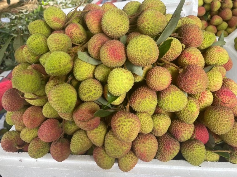 广东玉荷包荔枝大量上市