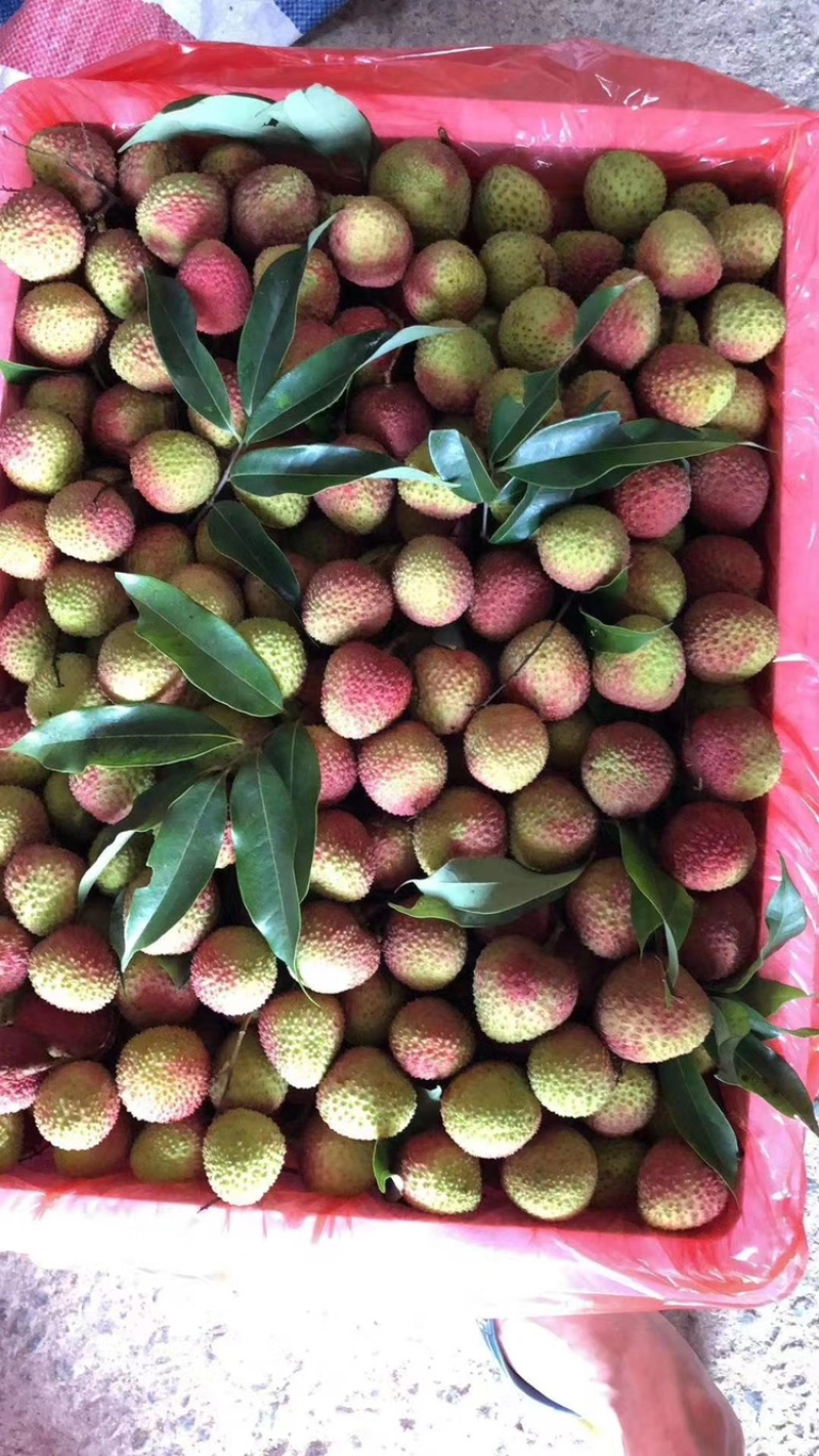 广东玉荷包荔枝大量上市