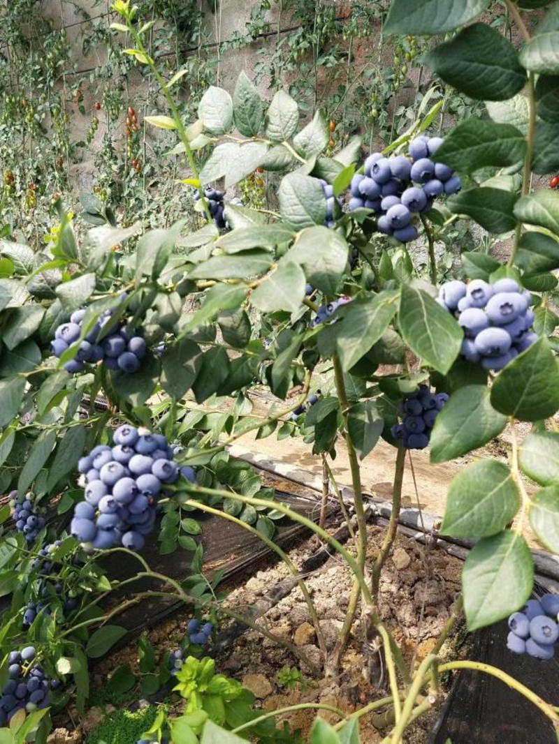产地直发精品各种蓝莓
