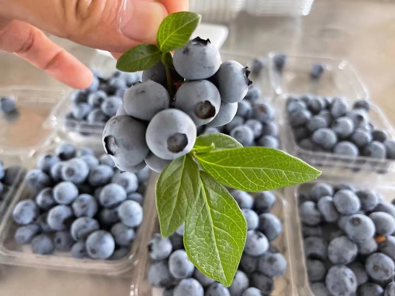 产地直发精品各种蓝莓