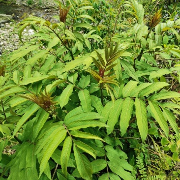 接骨草