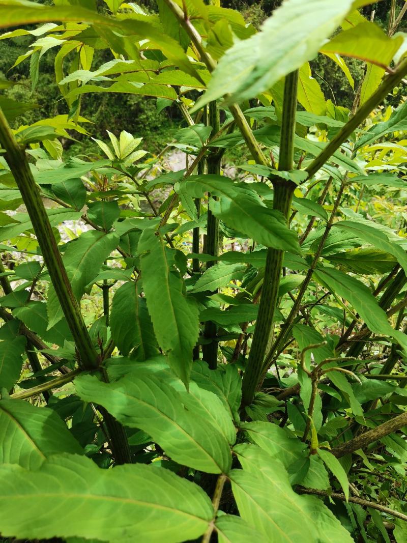 接骨草
