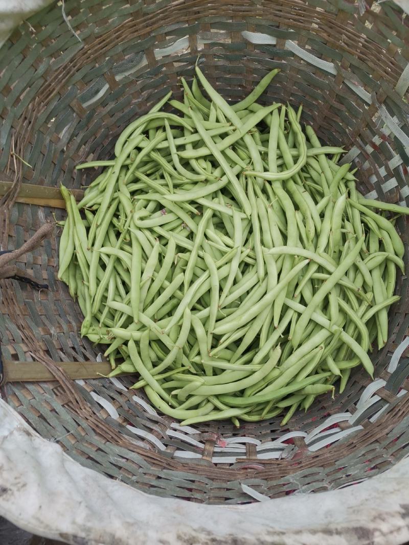 四川简阳，四季豆，大量上市中，品质保证一手货源