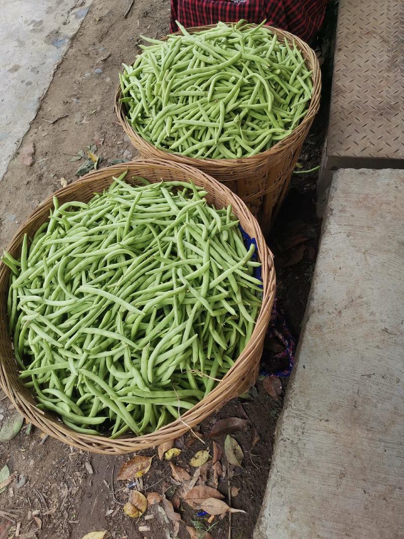 四川简阳四季豆大量上市中，品质保证一手货源