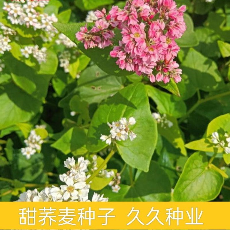 甜荞麦种子春秋易种易活杂粮作物发芽率高芽苗菜饲用牧草荞麦