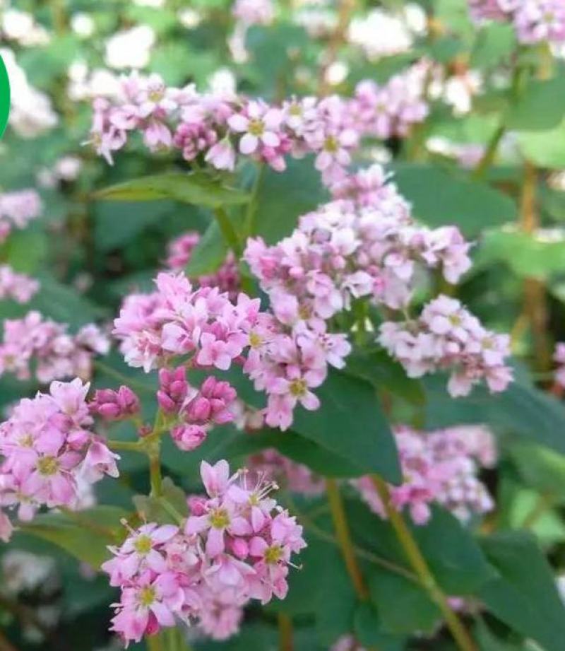 甜荞麦种子春秋易种易活杂粮作物发芽率高芽苗菜饲用牧草荞麦