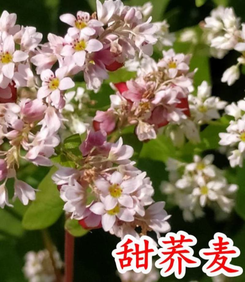 甜荞麦种子春秋易种易活杂粮作物发芽率高芽苗菜饲用牧草荞麦