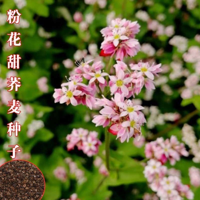 甜荞麦种子春秋易种易活杂粮作物发芽率高芽苗菜饲用牧草荞麦