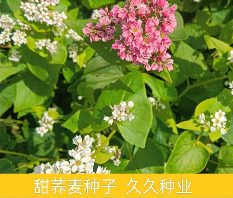 甜荞麦种子春秋易种易活杂粮作物发芽率高芽苗菜饲用牧草荞麦