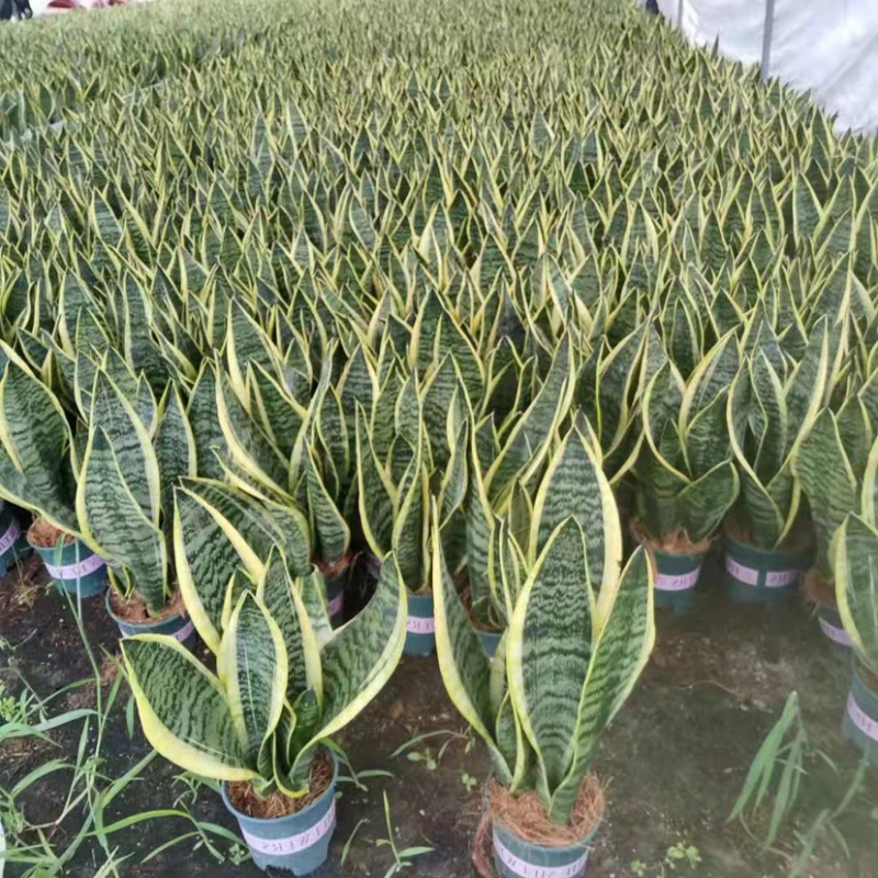 虎皮兰基地直发规格齐全带盆整箱批发常年供应