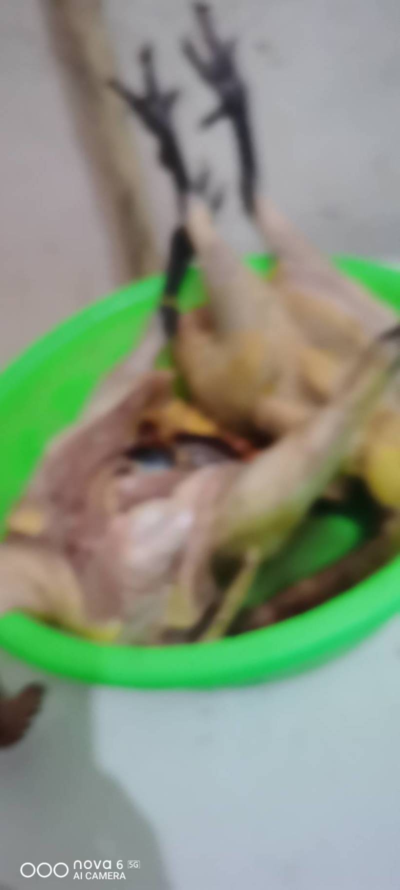 土鸡