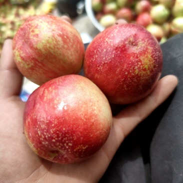 中油油桃