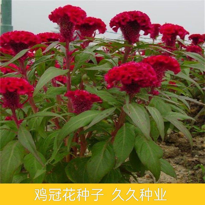 鸡冠花种子四季种开花易活鸡冠花种籽庭院室外花种籽子冠状鸡