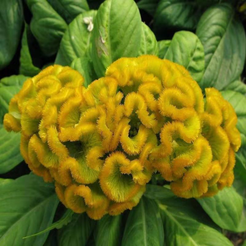 鸡冠花种子四季种开花易活鸡冠花种籽庭院室外花种籽子冠状鸡