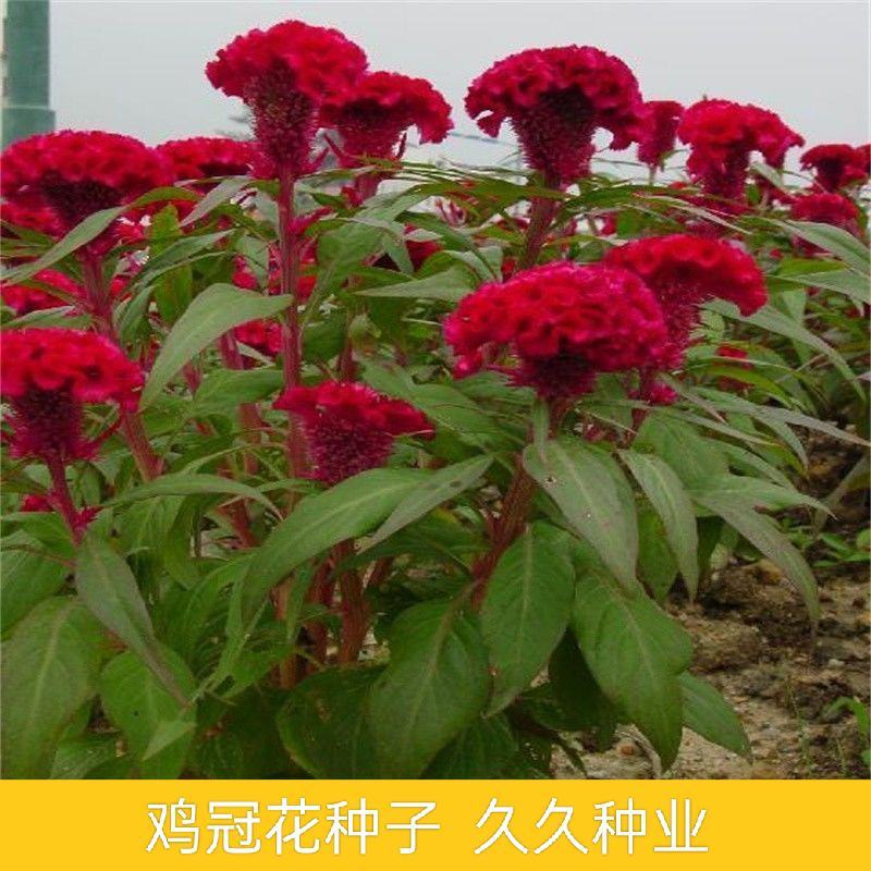 鸡冠花种子四季种开花易活鸡冠花种籽庭院室外花种籽子冠状鸡