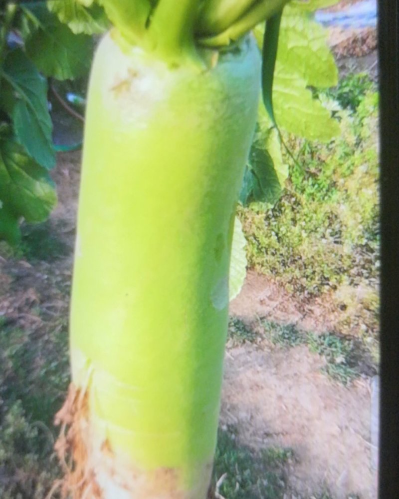 新野反季节白萝卜