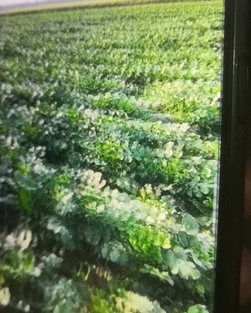新野反季节白萝卜