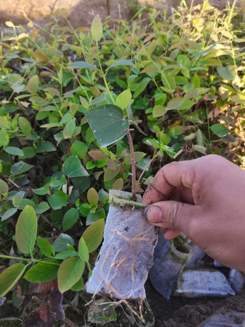 湘蕾五号金银花扦插营养杯苗，包纯度质量好有需要的联系