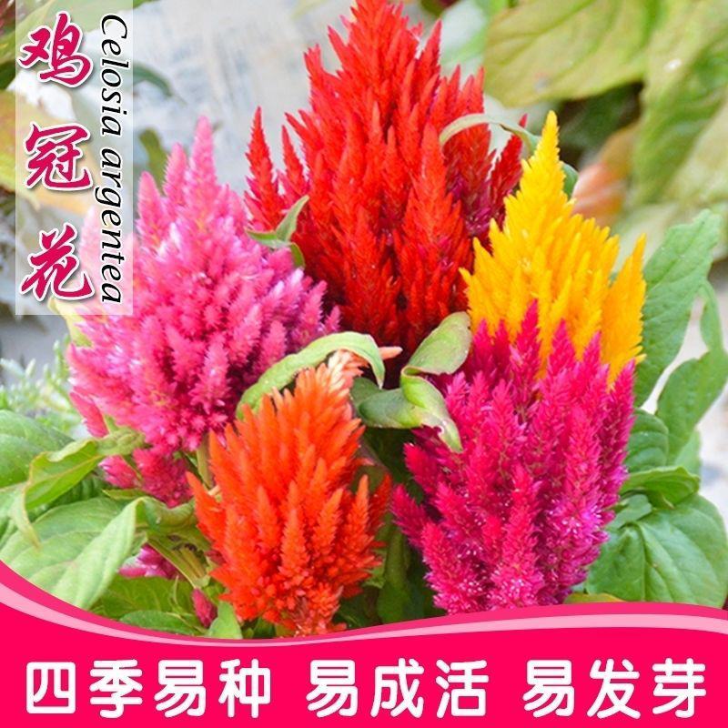 凤尾鸡冠花种子穗状鸡冠花苗扇状鸡冠花种苗景观花卉种子