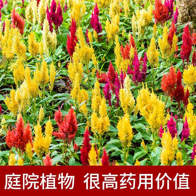 凤尾鸡冠花种子穗状鸡冠花苗扇状鸡冠花种苗景观花卉种子