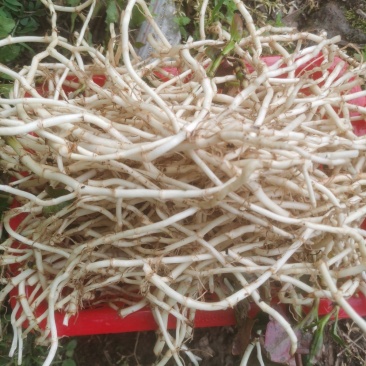 自种折耳根，全年销售