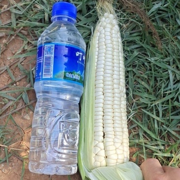 云南蔬菜，大量供应