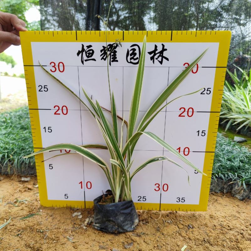 【银边山管兰山管兰】各种规格欢迎合作洽谈