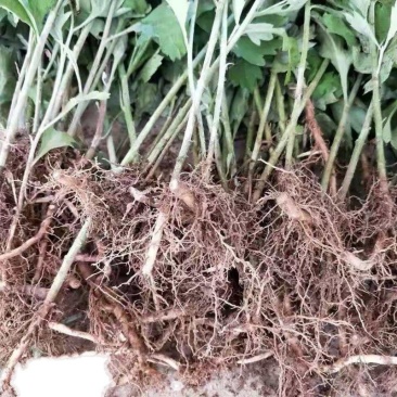 南阳大叶品种艾苗艾草合作社常年供种苗免费提供技术下单包邮