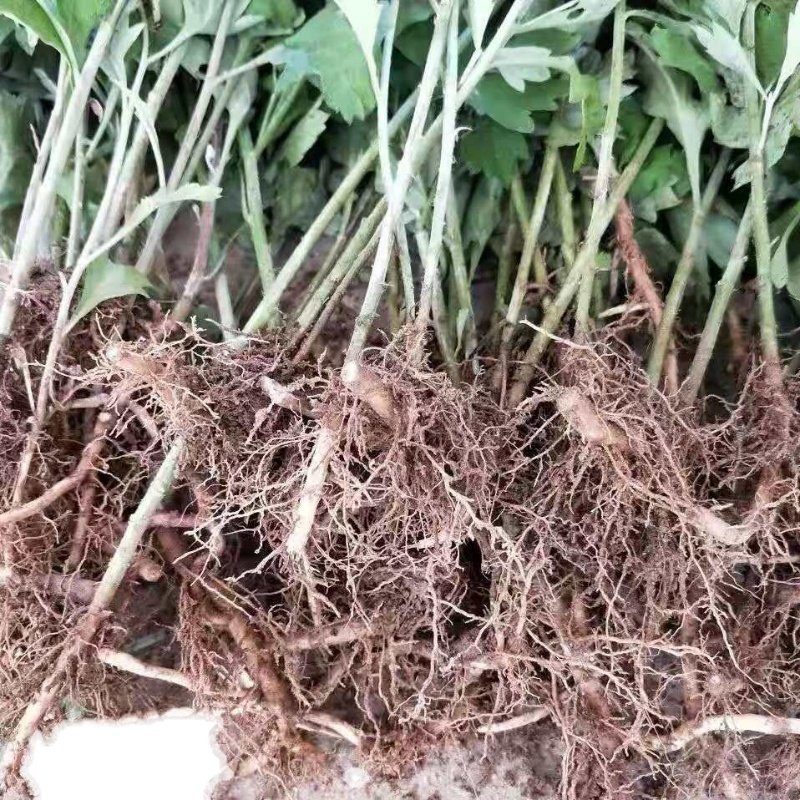 南阳大叶品种艾苗艾草合作社常年供种苗免费提供技术下单包邮