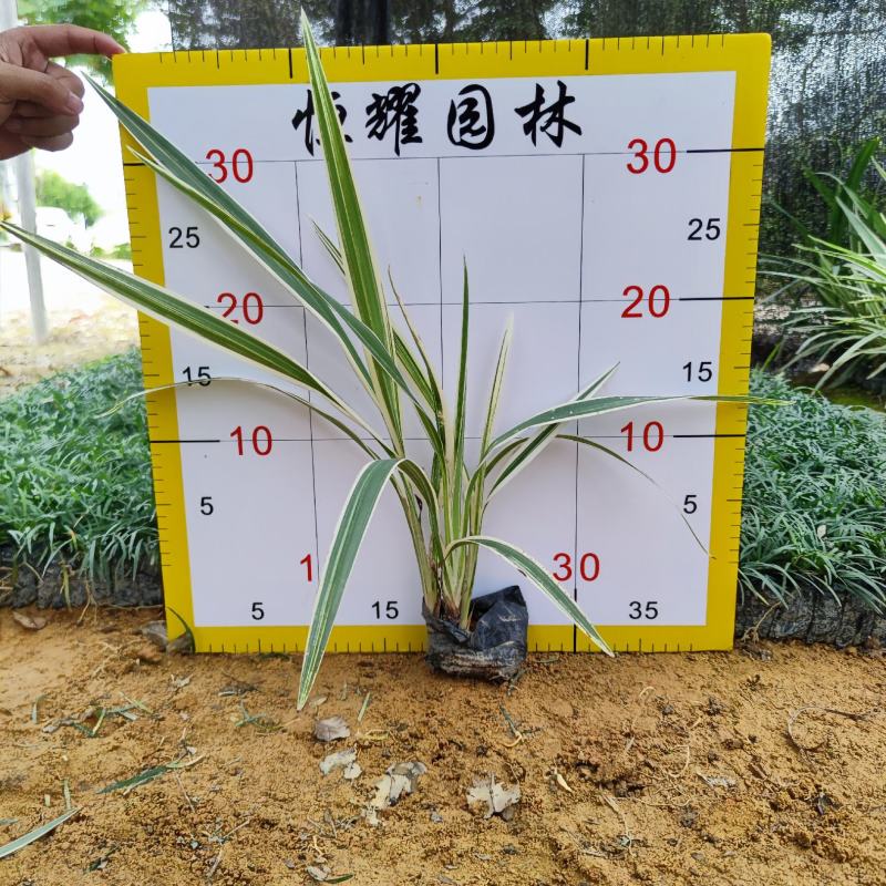【银边山管兰山管兰】各种规格欢迎合作洽谈