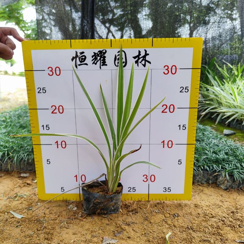 【银边山管兰山管兰】各种规格欢迎合作洽谈
