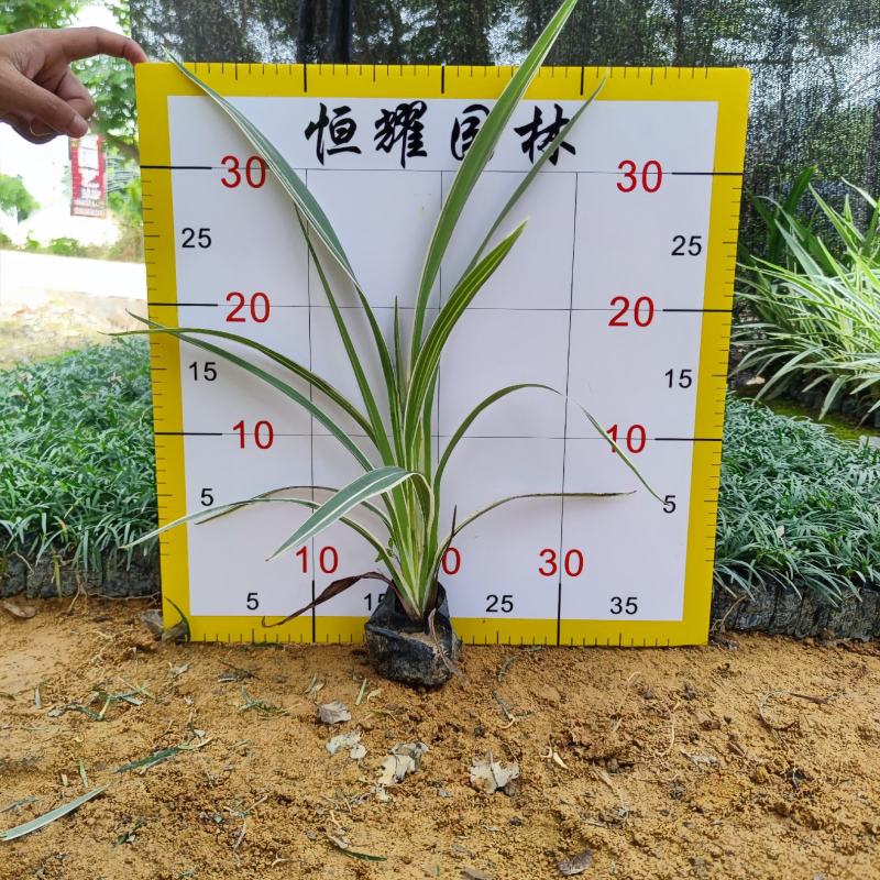 【银边山管兰山管兰】各种规格欢迎合作洽谈