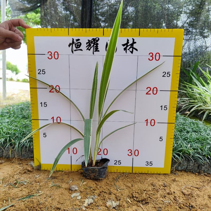【银边山管兰山管兰】各种规格欢迎合作洽谈