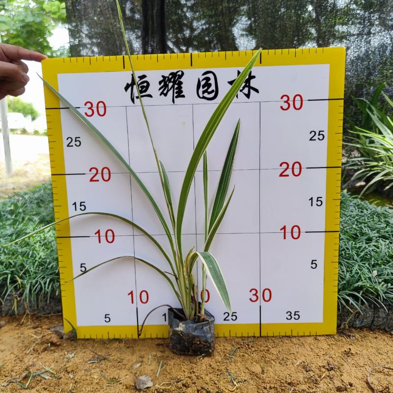 【银边山管兰山管兰】各种规格欢迎合作洽谈