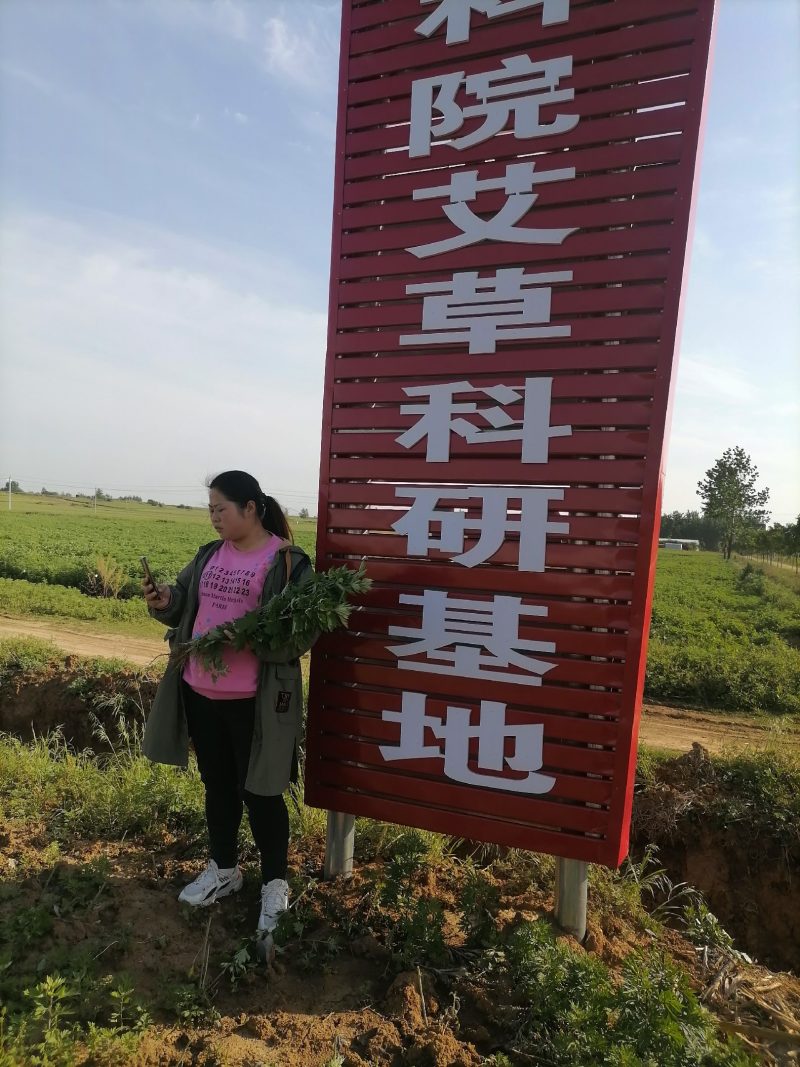 大叶艾草苗野生四季种植艾草苗窗台盆栽洗澡驱蚊食用药用