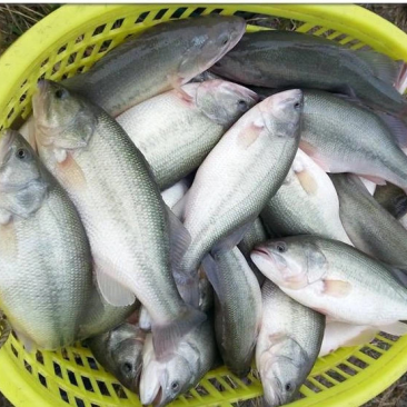 杂交加州鲈鱼苗